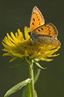 Large Copper -Lycaena dispar- on a British Yellowhead -Inula britannica-, Burgenland Large Copper -Lycaena dispar- on a British Yellowhead -Inula britannica-, Burgenland