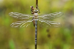Large Emperor Dragonfly -Anax imperator-, freshly hatched Large Emperor Dragonfly -Anax imperator-, freshly hatched