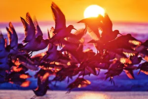 Large Flock of Birds Backlit Against Sunrise at Jones Beach, Long Island Large Flock of Birds Backlit Against Sunrise at Jones Beach, Long Island