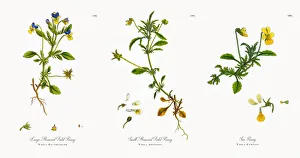 Large-Flowered Field Pansy, Viola Eu-tricolor, Victorian Botanical Illustration, 1863 Large-Flowered Field Pansy, Viola Eu-tricolor, Victorian Botanical Illustration, 1863