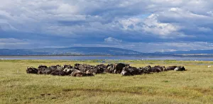 Large group of African buffalos -Syncerus caffer- lying at Lake Nakuru, Lake Nakuru National Park Large group of African buffalos -Syncerus caffer- lying at Lake Nakuru, Lake Nakuru National Park