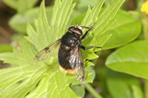 Large Hoverfly -Volucella bombylans-, Baden-Wurttemberg, Germany Large Hoverfly -Volucella bombylans-, Baden-Wurttemberg, Germany