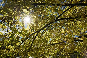 Large-leaved Linden -Tilia platyphyllos- in autumn, Muensing, Upper Bavaria, Bavaria Large-leaved Linden -Tilia platyphyllos- in autumn, Muensing, Upper Bavaria, Bavaria