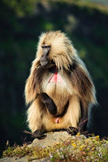 A large male Gelada Monkey (Theropithecus Gelada) soaks in the morning sun A large male Gelada Monkey (Theropithecus Gelada) soaks in the morning sun