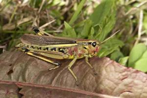Large Marsh Grasshopper -Stethophyma grossum-, female, Untergroeningen, Baden-Wuerttemberg, Germany, Europe Large Marsh Grasshopper -Stethophyma grossum-, female, Untergroeningen, Baden-Wuerttemberg, Germany, Europe