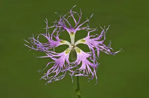 Large Pink -Dianthus superbus- single flower, Baden-Wurttemberg, Germany Large Pink -Dianthus superbus- single flower, Baden-Wurttemberg, Germany