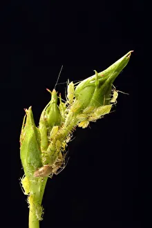 Large Rose Aphids -Macrosiphum rosae-, colony of pests on the bud of a Rose -Rosa-, Baden-Wurttemberg, Germany Large Rose Aphids -Macrosiphum rosae-, colony of pests on the bud of a Rose -Rosa-, Baden-Wurttemberg, Germany