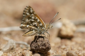 Large Silver-spotted Copper -Trimenia argyroplaga-, indigenous butterfly species of South Large Silver-spotted Copper -Trimenia argyroplaga-, indigenous butterfly species of South