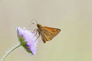Large Skipper Butterfly -Ochlodes venatus-, Bavaria, Germany Large Skipper Butterfly -Ochlodes venatus-, Bavaria, Germany