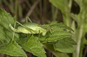 Large Speckled Bush-Cricket -Isophya pyrenea-, female, Baden-Wurttemberg, Germany Large Speckled Bush-Cricket -Isophya pyrenea-, female, Baden-Wurttemberg, Germany