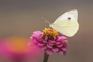 Large White butterfly -Pieris brassicae- on Common Zinnia -Zinnia elegans- Large White butterfly -Pieris brassicae- on Common Zinnia -Zinnia elegans-