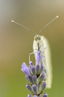 Large White -Pieris brassicae-, Hesse, Germany Large White -Pieris brassicae-, Hesse, Germany