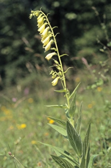 Large Yellow Foxglove (Digitalis grandiflora), Swabian Alb, Baden-Wuerttemberg, Germany Large Yellow Foxglove (Digitalis grandiflora), Swabian Alb, Baden-Wuerttemberg, Germany