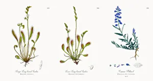 Larger Long-leaved Sundew, Drosera Anglica, Victorian Botanical Illustration, 186 Larger Long-leaved Sundew, Drosera Anglica, Victorian Botanical Illustration, 186