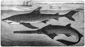 S Gallery: Sawfish Collection