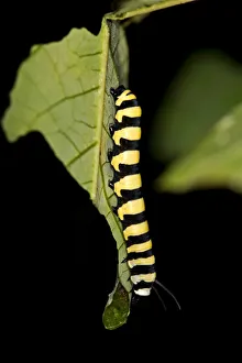Larva of a glass wing butterfly -Methona spec., possibly Methona confusa Larva of a glass wing butterfly -Methona spec., possibly Methona confusa