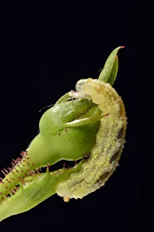 Larva of a Hoverfly -Syrphidae- on a bud of a Rose -Rosa-, beneficial insect, macro shot, Baden-Wurttemberg, Germany Larva of a Hoverfly -Syrphidae- on a bud of a Rose -Rosa-, beneficial insect, macro shot, Baden-Wurttemberg, Germany