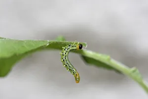 Larva of the Sawfly (Craesus septentrionalis) Larva of the Sawfly (Craesus septentrionalis)