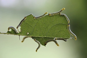Larvae of the Sawfly (Craesus septentrionalis), developmental stage of an insect Larvae of the Sawfly (Craesus septentrionalis), developmental stage of an insect