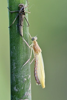 Empty larval case with newly hatched larva, Banded Demoiselle -Calopteryx splendens Empty larval case with newly hatched larva, Banded Demoiselle -Calopteryx splendens