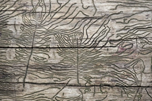 Larval galleries in wood, Stuttgart, Baden-Wuerttemberg, Germany, Europe Larval galleries in wood, Stuttgart, Baden-Wuerttemberg, Germany, Europe