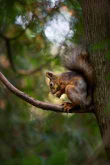 <b class=qtipBold><figcaption>Late autumn squirrel</figcaption></b><br>Squirrel eating the nuts at botanical garden at Moscow. Late autumn.<br><em>© Andrey Narchuk</em> Late autumn squirrel