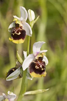 Late Spider-orchid -Ophrys holoserica-, white tepals, Baden-Wurttemberg, Germany Late Spider-orchid -Ophrys holoserica-, white tepals, Baden-Wurttemberg, Germany