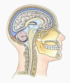 Images Dated 22nd November 2006: Lateral cross section through the skull showing the brain with intermediate layers (meninges)