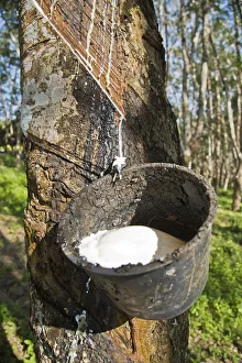 Latex production on a Para Rubber Tree or Sharinga Tree -Hevea brasiliensis- on a rubber plantation, Pulau Langkawi Latex production on a Para Rubber Tree or Sharinga Tree -Hevea brasiliensis- on a rubber plantation, Pulau Langkawi