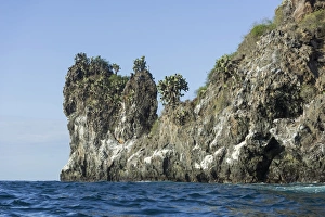 Lava cliff, overgrown with Galapagos Prickly Pear -Opuntia echios-, San Salvador Island Lava cliff, overgrown with Galapagos Prickly Pear -Opuntia echios-, San Salvador Island