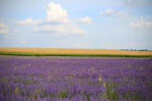 Images Dated 31st July 2014: Lavender field with blue sky