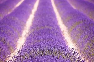 Images Dated 27th June 2009: Lavender field, Provence, France