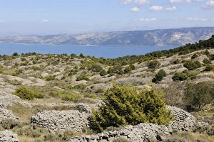 Lavender fields protected with stone walls, Hvar Island, Croatia, Europe Lavender fields protected with stone walls, Hvar Island, Croatia, Europe