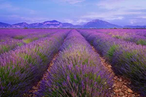 Images Dated 13th July 2012: Lavender fields in Provence at dusk