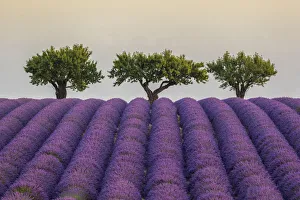 <b class=qtipBold><figcaption>Lavender Rows and Trees</figcaption></b><br>Lavender raws and trees. Plateau de Valensole, Alpes-de-Haute-Provence, Provence-Alpes-Côte d'Azur, France, Europe. Lavender Rows and Trees