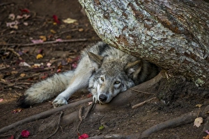 <b class=qtipBold><figcaption>Lazy Days</figcaption></b><br>A Gray Wolf resting during the summer head with it's head in a tree root.<br><em>© copyright 2012</em> Lazy Days