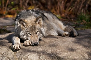 <b class=qtipBold><figcaption>Lazy Days</figcaption></b><br>This Timber Wolf is relaxing on a cool rock in the shade on a hot summer day.<br><em>© Copyright 2011 Michael Cummings</em> Lazy Days