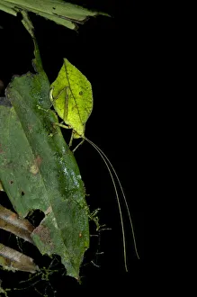 Leaf bush cricket or Leaf katydid -Tettigoniidae- emulating a green leaf Leaf bush cricket or Leaf katydid -Tettigoniidae- emulating a green leaf