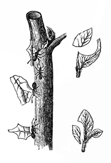<b class=qtipBold><figcaption>Leaf cutter ants</figcaption></b><br>Engraving of Leaf cutter ants<br><em>© Nikola Nastasic</em> Leaf cutter ants