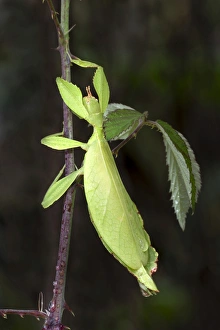 Leaf Insect or Walking Leaf -Phyllium sp.-, butterfly house, Forgaria nel Friuli, Udine province, Italy Leaf Insect or Walking Leaf -Phyllium sp.-, butterfly house, Forgaria nel Friuli, Udine province, Italy