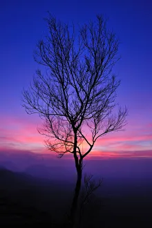 A leafless tree with the colorful sky after sunset A leafless tree with the colorful sky after sunset