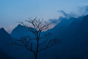 A leafless tree in front of mountains background A leafless tree in front of mountains background