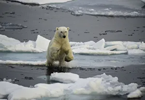 <b class=qtipBold><figcaption>Leaping Across</figcaption></b><br>A male polar bear leaping from one ice floe to another. Image was taken in the pack ice north of Svalbard.<br><em>© Wildestanimal 2015</em> Leaping Across