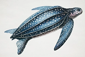 Leatherback turtle, Dermochelys coriacea, side view Leatherback turtle, Dermochelys coriacea, side view