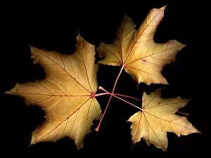 Images Dated 21st October 2009: Three leaves with black background