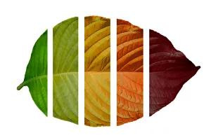 The leaves are cut into slices and gradually changing color from green to red The leaves are cut into slices and gradually changing color from green to red