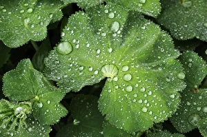 Leaves of a Ladys Mantle -Alchemilla- with water drops, Eckental, Middle Franconia Leaves of a Ladys Mantle -Alchemilla- with water drops, Eckental, Middle Franconia