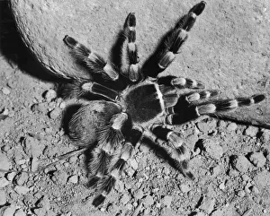 Eight Legged Freak