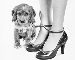 Legs of woman in high heel shoes tangled by leash of cocker spaniel puppy Legs of woman in high heel shoes tangled by leash of cocker spaniel puppy