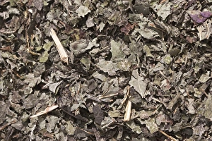 Lemon balm tea, dried lemon balm -Melissa officinalis-, herbal tea, medicinal tea Lemon balm tea, dried lemon balm -Melissa officinalis-, herbal tea, medicinal tea